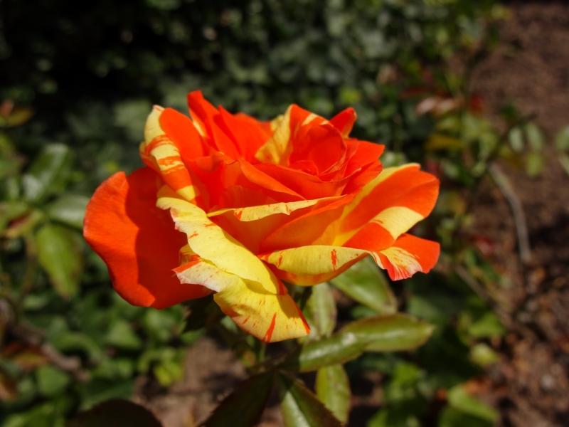 Rosa Papagena ®