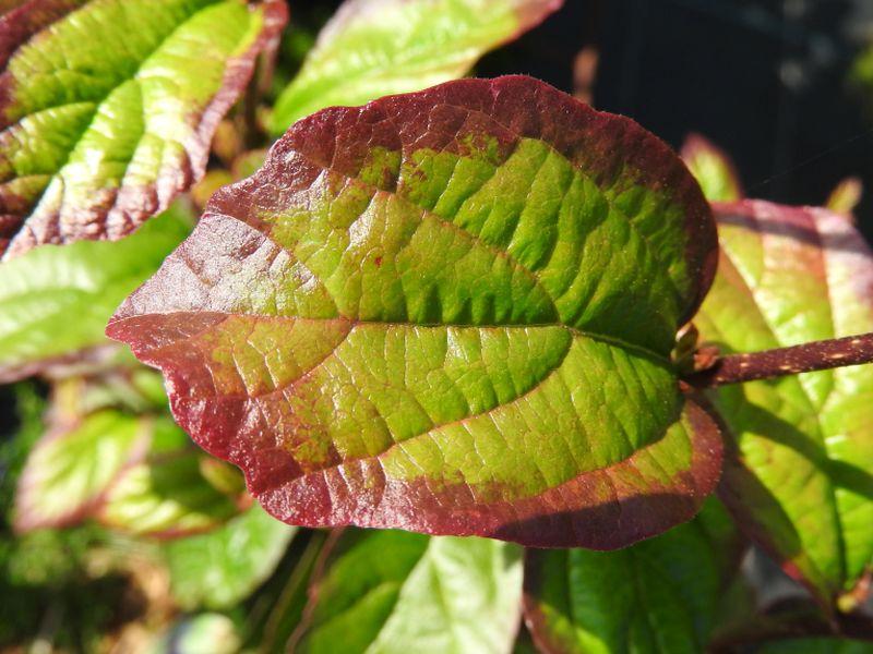 Parrotia persica Persian Spire