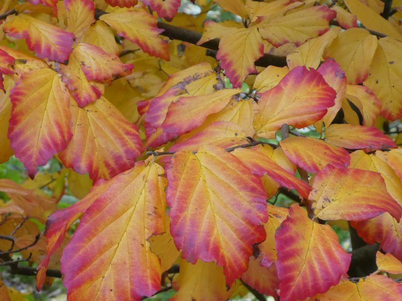 Gelb-rote Blätter des Eisenholzbaums
