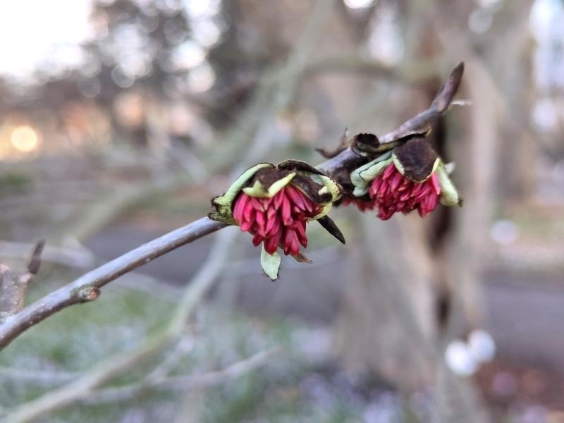 Knospen des Eisenholzbaums