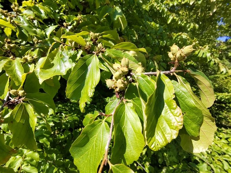 Eisenholzbaum im Sommer