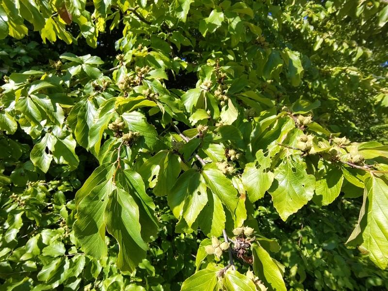 Reicher Fruchtbehang beim Eisenholzbaum