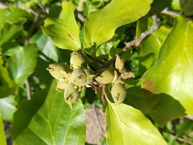 Eisenholzbaum - Früchte