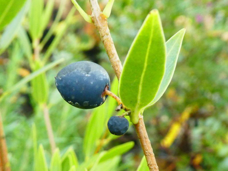 Phillyrea angustifolia