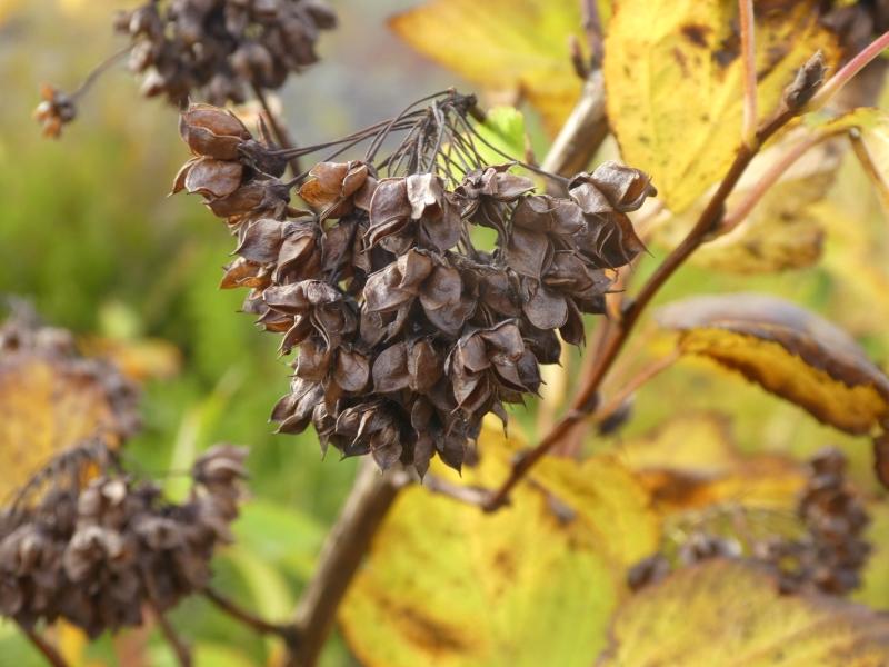 Fasanenspiere im Herbst