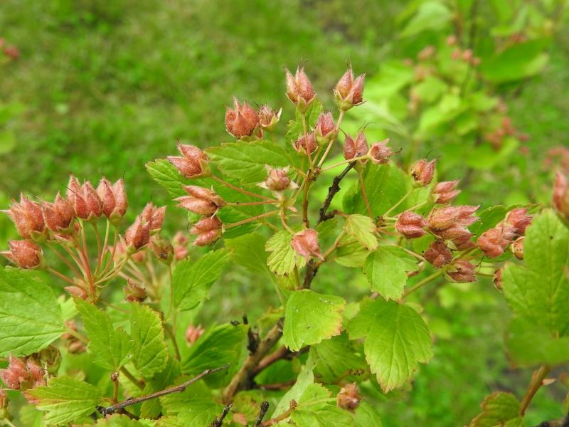 Zwerg-Fasanenspiere - zierende rote Früchte