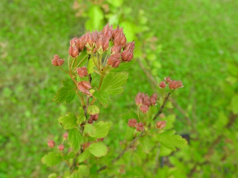 Kleine, rote Früchte der Zwerg-Fasanenspiere