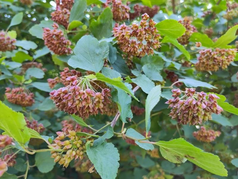 Physocarpus opulifolius