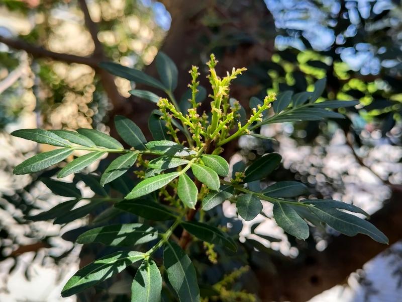 Mastixbuske, Pistacia lentiscus