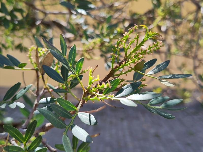Mastixbuske, Pistacia lentiscus
