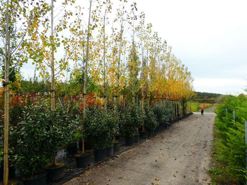 Populus nigra