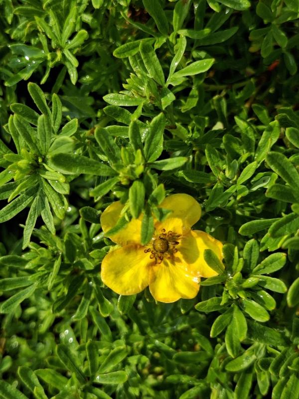 Gefingertes Laub und gelb-orange Blüte von Potentilla fruticosa Bell Sol