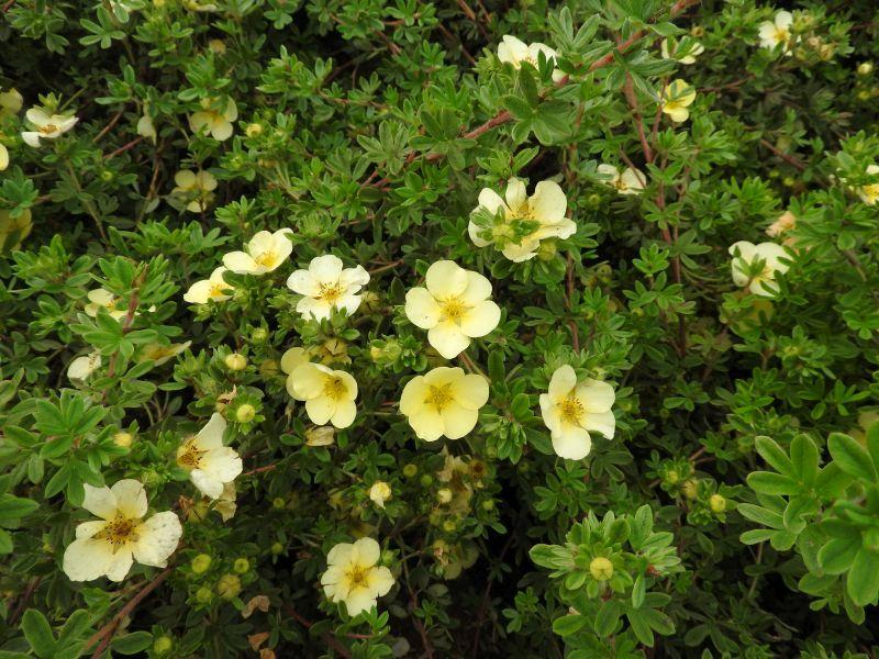 Potentilla fruticosa Primrose Beauty