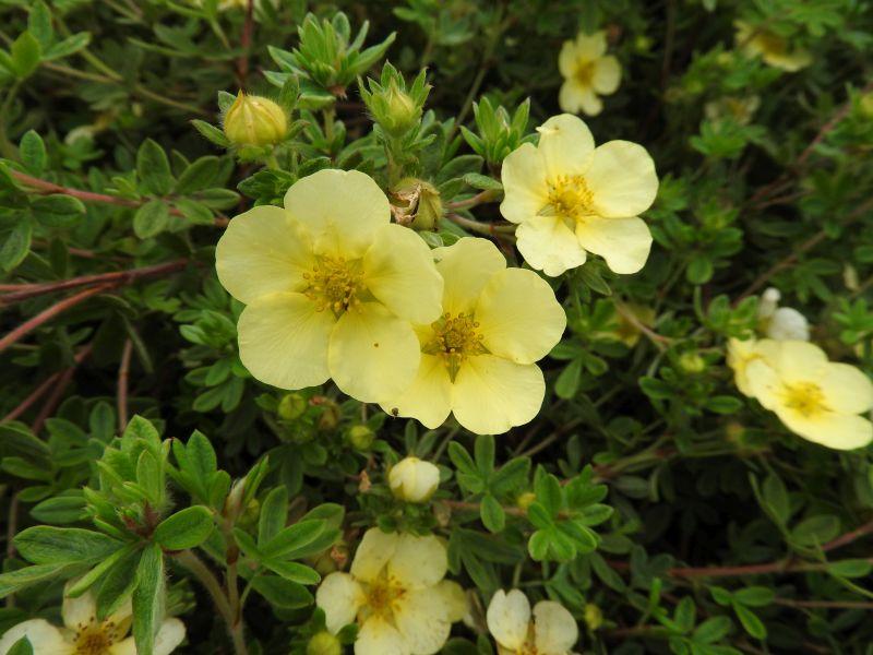 Potentilla fruticosa Primrose Beauty