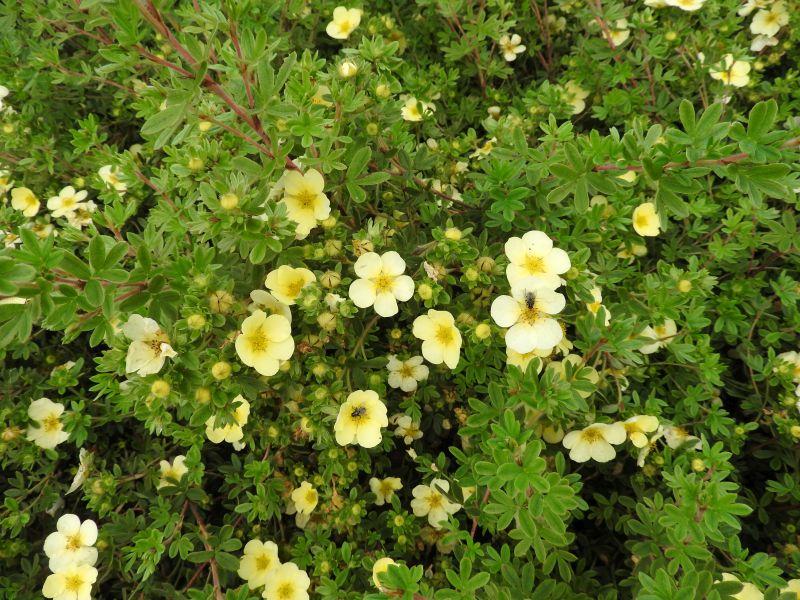 Potentilla fruticosa Primrose Beauty