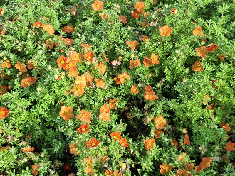 Orange Blüte der Potentilla fruticosa Bella Sol
