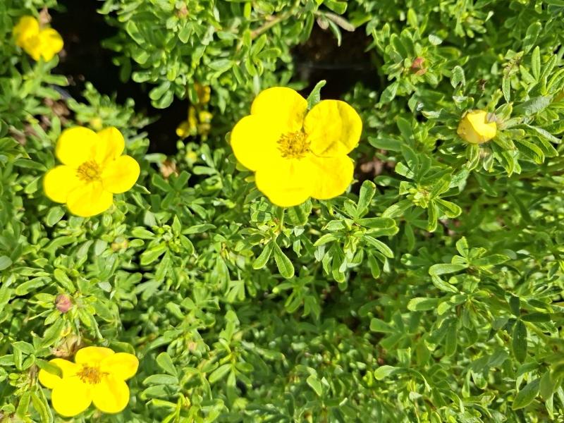Gelbe Blüten des Fingerstrauchs Bella Sol