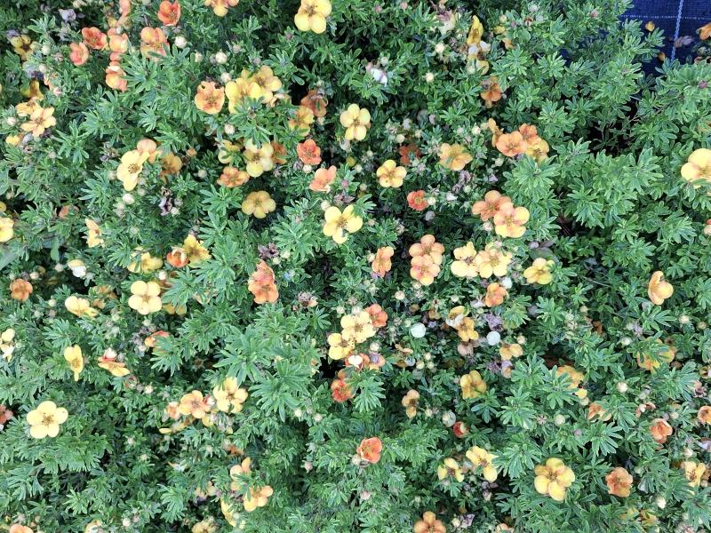 Fingerstrauch Bella Sol mit orange-gelben Blüten