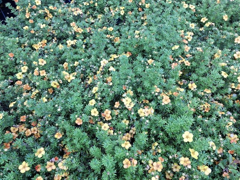 Oranges und gelbes Farbspiel beim Fingerstrauch Bella Sol