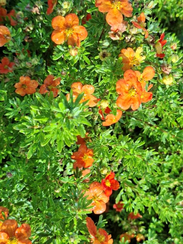 Gefingertes Laub und rot-orange Blüte von Potentilla fruticosa Bell Sol