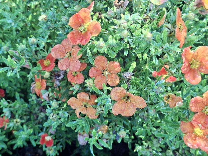 Rotorange Blüten des Fingerstrauchs Bella Sol