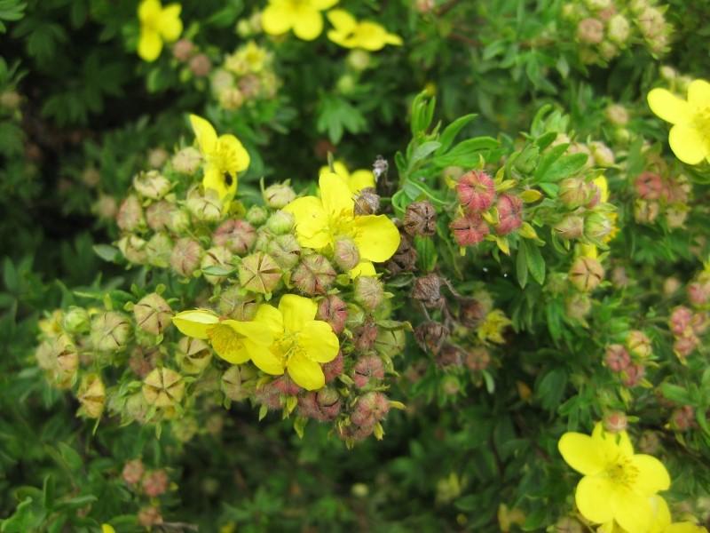 Blüten und Fruchtstände des Fingerstrauchs