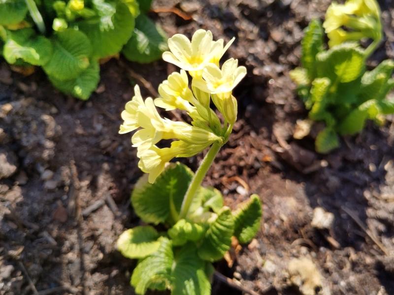 Gelbblühender Frühlingsbote - die Hohe Schlüsselblume