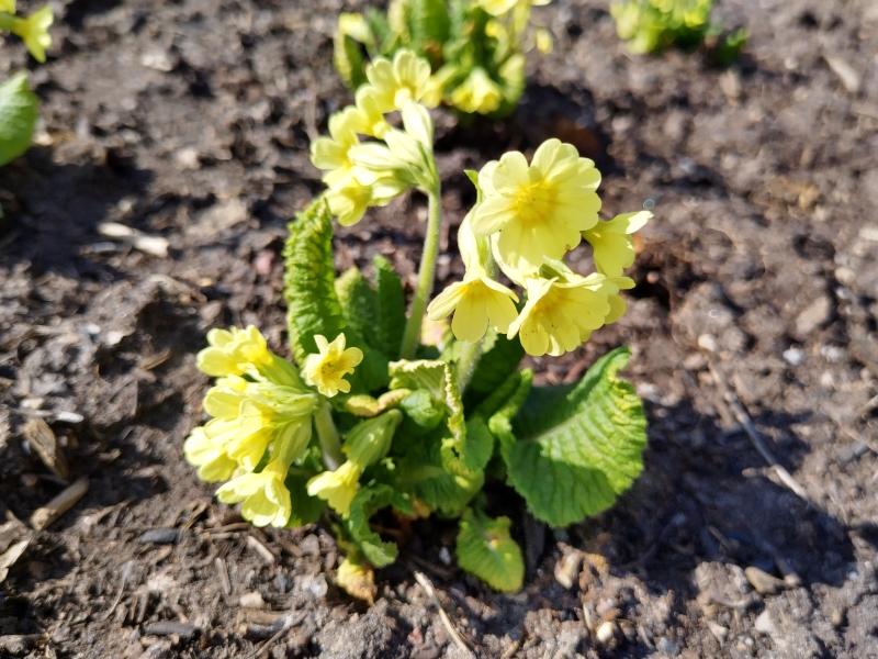 Wiesen-Schlüsselblume Ende März