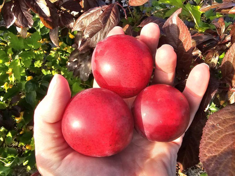 Prunus cerasifera Hollywood lädt zum Naschen ein