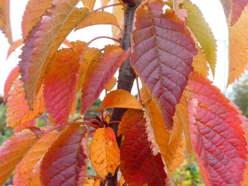 Prunus schmittii - auch im Herbst sehenswert