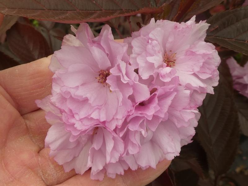 Blut-Nelkenkirsche Royal Burgundy mit gefüllten, rosa Blüten