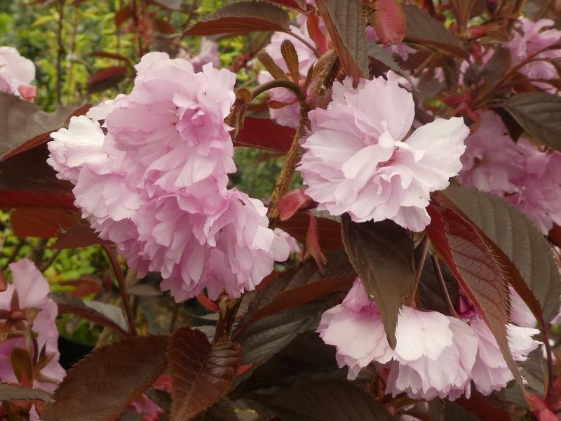 Hübsche gefüllte Blüten der Blut-Nelkenkirsche Royal Burgundy