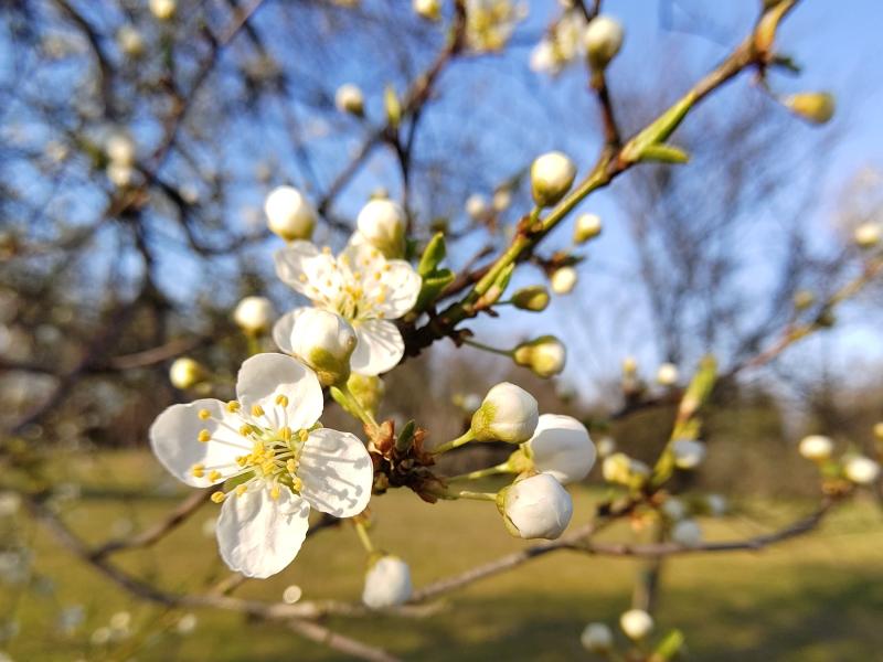 Prunus cerasifera