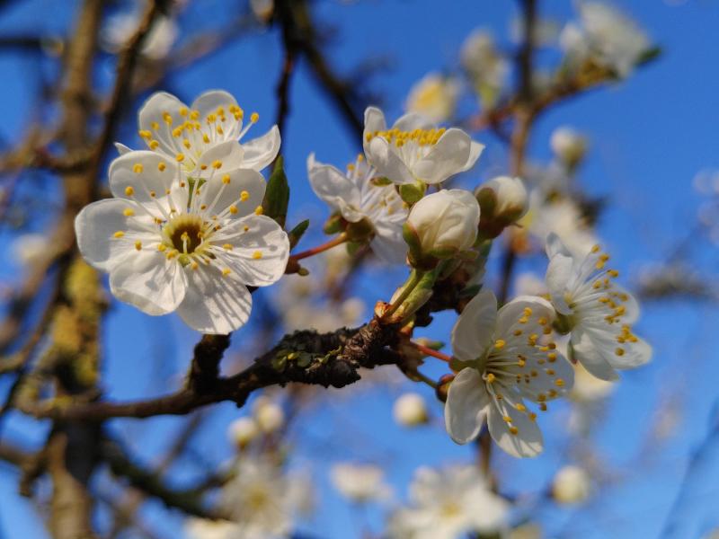 Prunus cerasifera