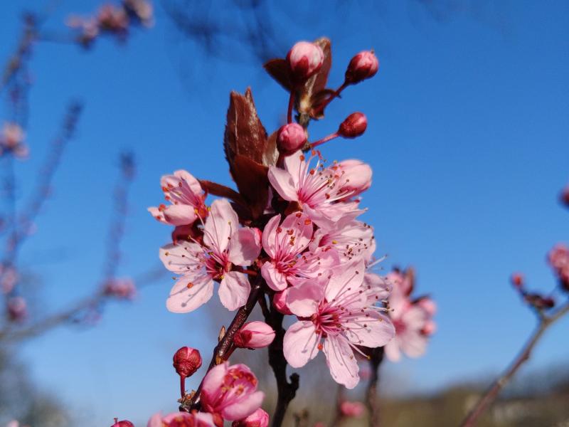 Blutpflaume - rosa Blüten und rote Blätter