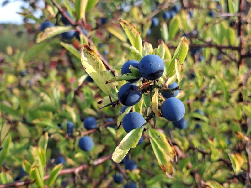 Die Schlehe mit blauen Früchten im Oktober