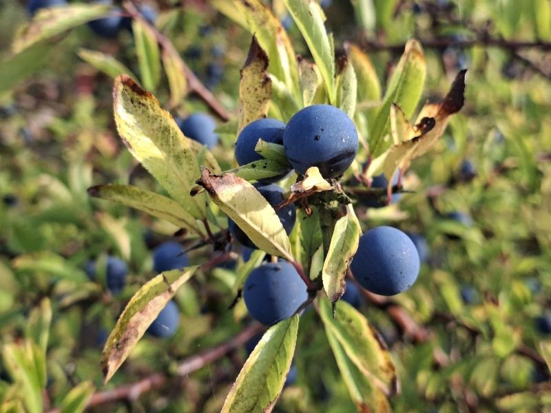 Blaue Früchte und gelbes Herbstlaub der Schlehe