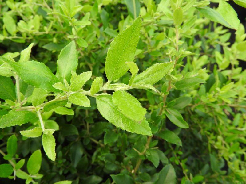 Eldtorn Anatolia, Pyracantha Anatolia,