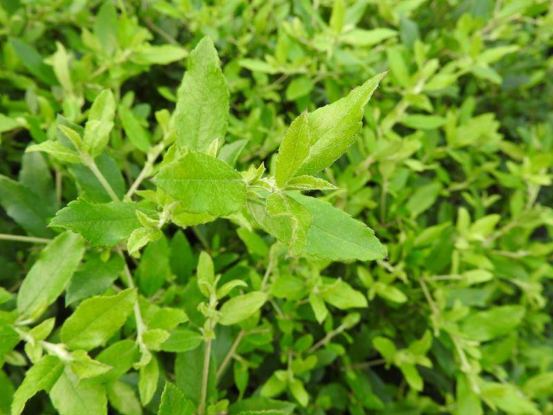 Eldtorn Anatolia, Pyracantha Anatolia,