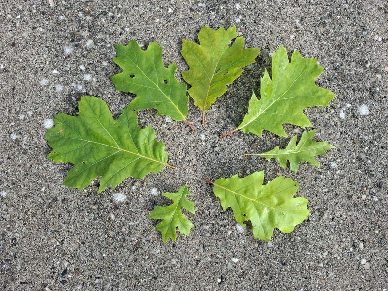 Quercus coccinea Sämlinge haben häufig sehr unterschiedliches Laub