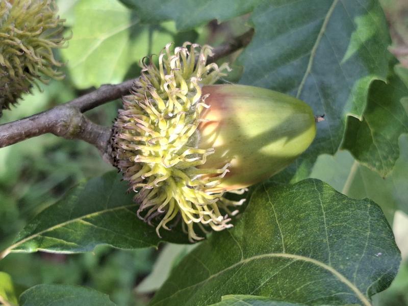 Quercus hispanica Bloemendale