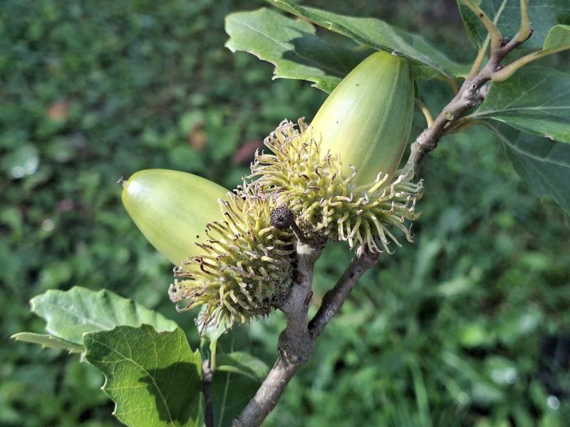 Quercus hispanica Bloemendale