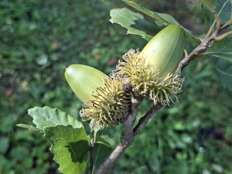 Quercus hispanica Bloemendale