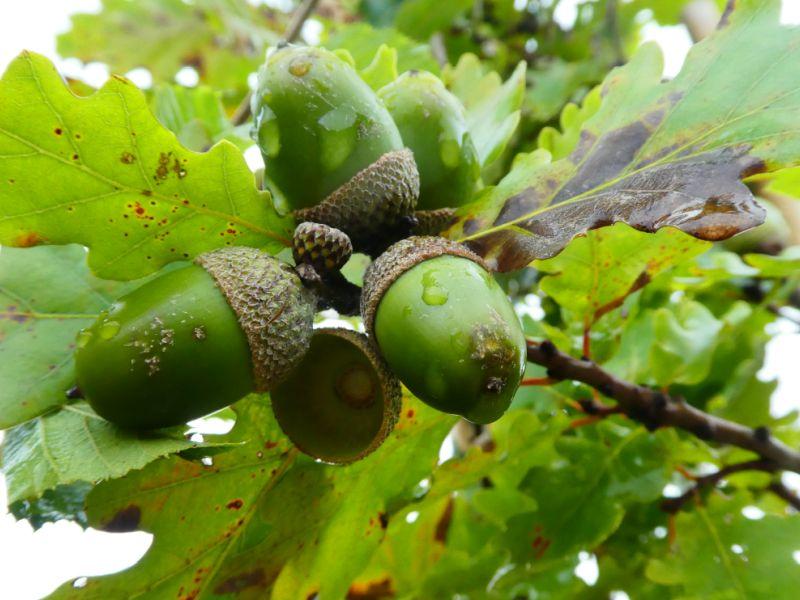 Eicheln der Quercus pubescens
