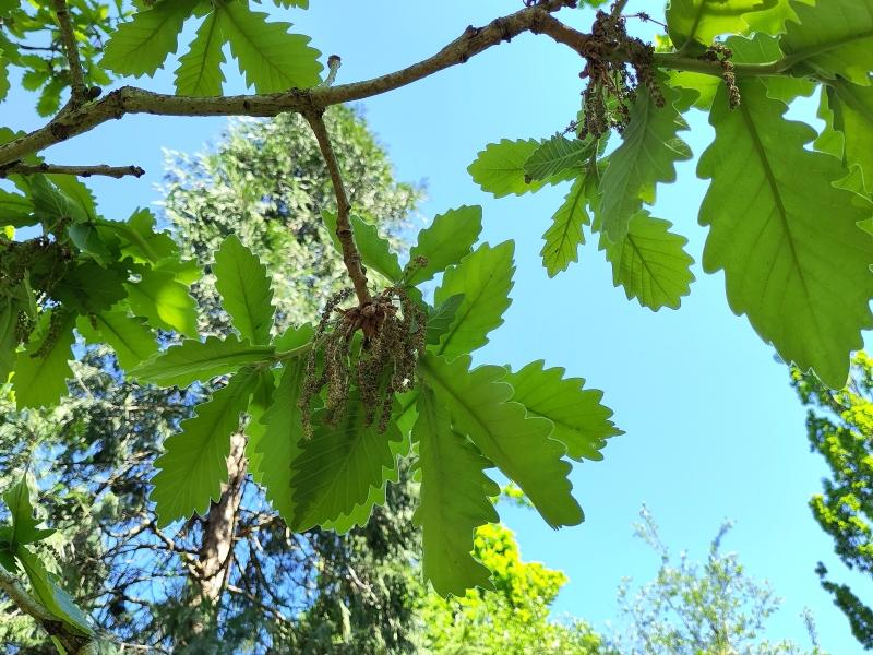 Kejsarek, Quercus dentata