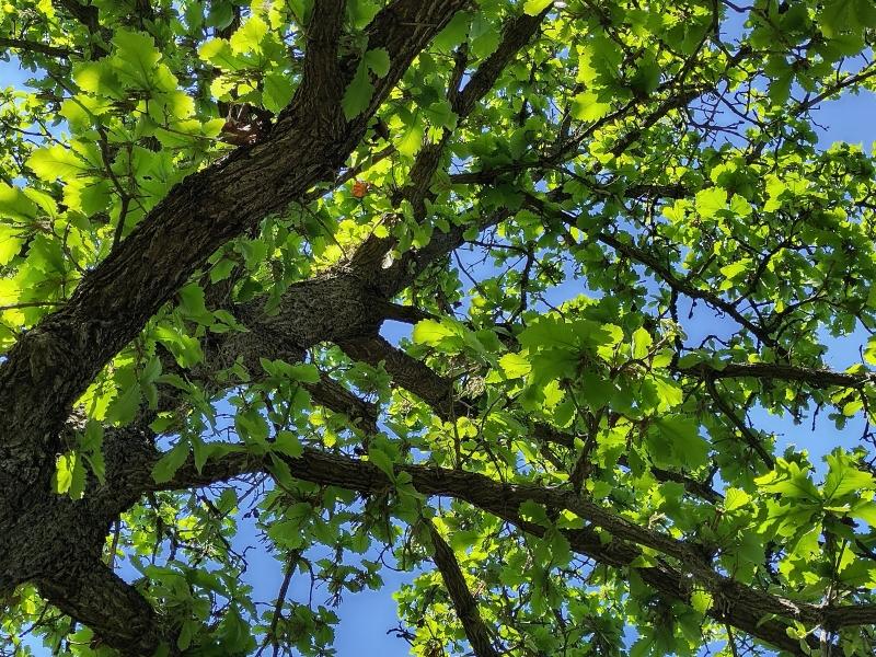 Kejsarek, Quercus dentata