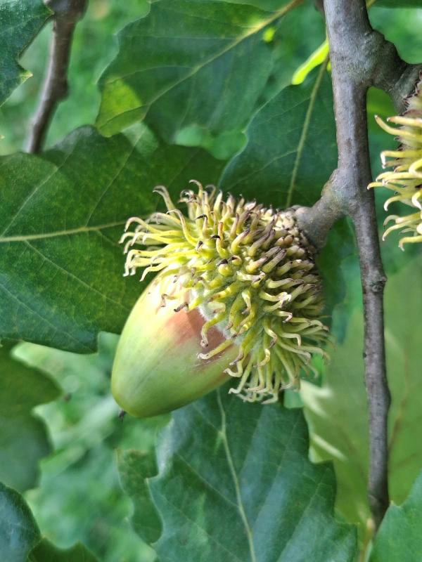 Quercus hispanica Bloemendale