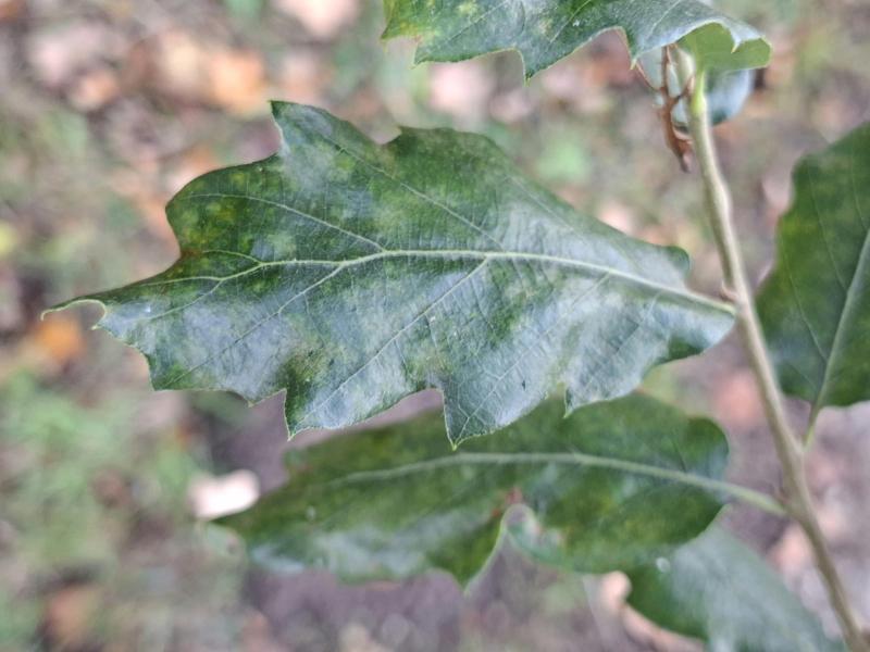 Quercus hispanica Wageningen