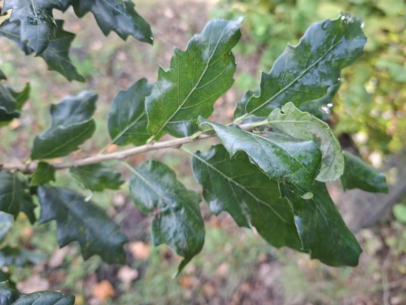 Quercus hispanica Wageningen