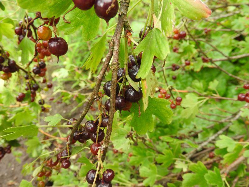 Dunkle Beeren der Goldjohannisbeere